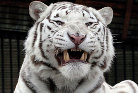 В Японии белый тигр убил смотрителя зоопарка
