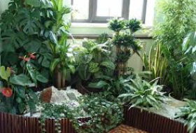Ученые назвали пользу комнатных растений
