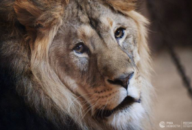 В США лев выбрался из вольера и растерзал стажера зоопарка
