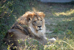 В Индии львы растерзали проникшего к ним в вольер мужчину
