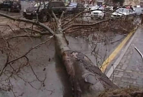 Сильный ветер повалил четыре дерева в Баку
