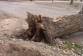Сильный ветер повалил около 20 деревьев в Баку

