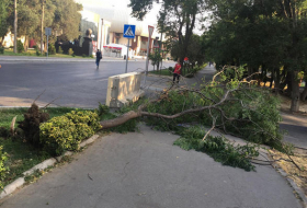 Сильный ветер в Баку вырвал с корнем два дерева 