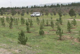 В Баку посадят свыше 11 тыс. деревьев