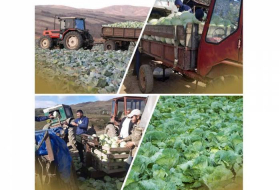 Агентство по развитию МСБ Азербайджана помогло фермерам реализовать продукцию

