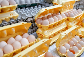 Россия будет импортировать куриные яйца из Азербайджана и Турции
