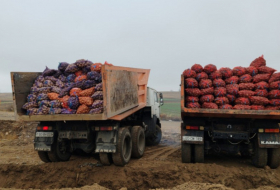 В Азербайджане уничтожат более 41 тонны картофеля из Беларуси