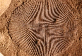 Палеонтологи идентифицировали загадочную окаменелость