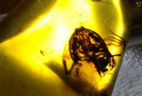 В Мьянме ученые обнаружили лягушек возрастом 100 млн лет
