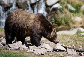В Канаде медведь напал на женщину с ребенком и убил их
