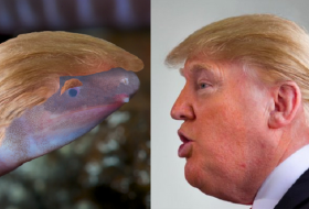 Новый вид червя назвали в честь Дональда Трампа
