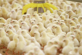 Во Франции более 30 тысяч цыплят сгорели при пожаре на ферме
