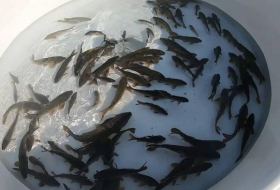 В реку Кура в Товузском районе выпущены тысячи мальков рыб