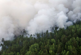 Ученым впервые удалось изучить историю лесных бедствий за 260 лет
