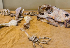 В Китае обнаружили останки динозавра возрастом до 90 млн лет
