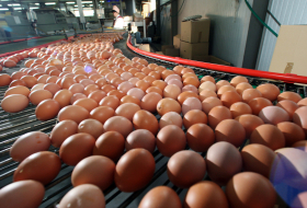 Из магазинов Европы изъяты миллионы ядовитых яиц